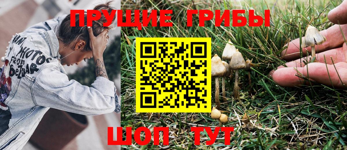 Псилоцибиновые грибы мицелий Кисловодск